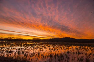 Images Dated 2nd January 2018: USA, New Mexico, Bosque del Apache National Wildlife Refuge. Sunset on bird flock in water