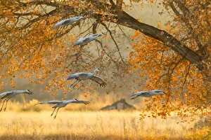 USA, New Mexico, Bosque del Apache National Wildlife Refuge