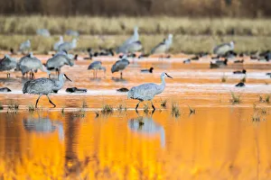 Reed Prints: USA, New Mexico, Bosque del Apache National Wildlife Refuge