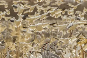 USA, New Mexico, Bosque del Apache National Wildlife Refuge. Snow geese landing. Credit as