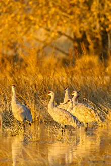 Images Dated 2nd July 2019: USA, New Mexico, Bosque del Apache National Wildlife Refuge