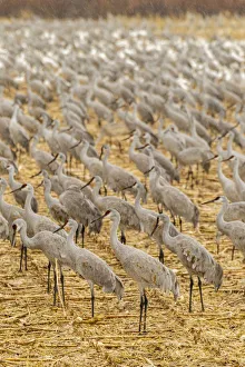 Images Dated 2nd July 2019: USA, New Mexico, Bosque del Apache National Wildlife Refuge