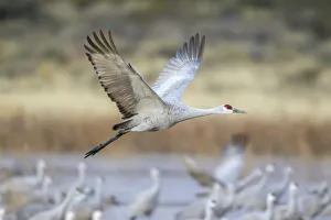 USA, New Mexico, Bosque del Apache National Wildlife Refuge. Sandhill crane flying