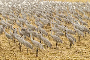 Images Dated 2nd July 2019: USA, New Mexico, Bosque del Apache National Wildlife Refuge