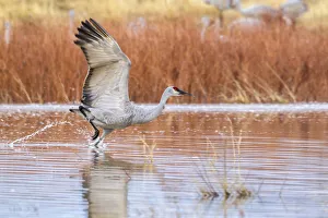 Images Dated 2nd July 2019: USA, New Mexico, Bosque del Apache National Wildlife Refuge
