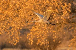 Images Dated 2nd April 2019: USA, New Mexico, Bosque del Apache National Wildlife Refuge. Sandhill crane flying