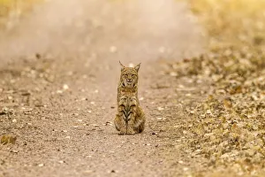 Images Dated 2nd April 2019: USA, New Mexico, Bosque del Apache National Wildlife Refuge. Wild bobcat sitting on trail