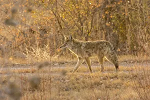 Images Dated 2nd April 2019: USA, New Mexico, Bosque del Apache National Wildlife Refuge. Coyote close-up. Credit as