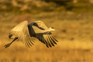 Images Dated 2nd April 2019: USA, New Mexico, Bosque del Apache National Wildlife Refuge. Sandhill crane in flight