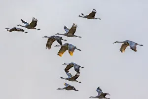 Images Dated 2nd April 2019: USA, New Mexico, Bosque del Apache National Wildlife Refuge