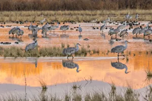 Images Dated 2nd April 2019: USA, New Mexico, Bosque del Apache National Wildlife Refuge
