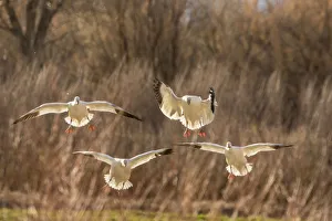 Images Dated 2nd April 2019: USA, New Mexico, Bosque del Apache National Wildlife Refuge. Backlit snow geese landing