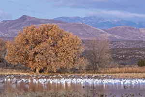 Images Dated 2nd April 2019: USA, New Mexico, Bosque del Apache National Wildlife Refuge