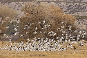 Images Dated 2nd April 2019: USA, New Mexico, Bosque del Apache National Wildlife Refuge. Snow geese flock landing