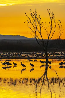 Images Dated 17th April 2021: USA, New Mexico, Bosque Del Apache National Wildlife Refuge