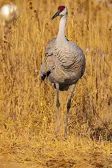 Images Dated 17th April 2021: USA, New Mexico, Bosque Del Apache National Wildlife Refuge