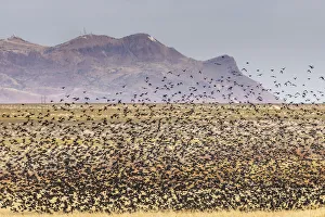 Images Dated 17th April 2021: USA, New Mexico, Bosque Del Apache National Wildlife Refuge
