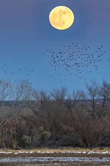 Images Dated 17th April 2021: USA, New Mexico, Bosque Del Apache National Wildlife Refuge