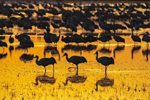 Images Dated 17th April 2021: USA, New Mexico, Bosque Del Apache National Wildlife Refuge