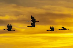 Images Dated 17th April 2021: USA, New Mexico, Bosque Del Apache National Wildlife Refuge