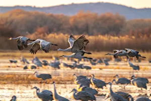 Images Dated 17th April 2021: USA, New Mexico, Bosque Del Apache National Wildlife Refuge