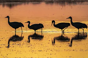 Images Dated 17th April 2021: USA, New Mexico, Bosque Del Apache National Wildlife Refuge