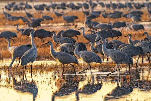 Images Dated 17th April 2021: USA, New Mexico, Bosque Del Apache National Wildlife Refuge