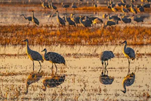 Images Dated 17th April 2021: USA, New Mexico, Bosque Del Apache National Wildlife Refuge