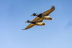 Images Dated 17th April 2021: USA, New Mexico, Bosque del Apache National Wildlife Refuge. Mallard drakes in flight