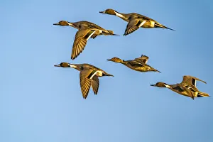 Images Dated 17th April 2021: USA, New Mexico, Bosque del Apache National Wildlife Refuge