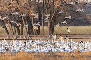 Images Dated 17th April 2021: USA, New Mexico, Bosque del Apache National Wildlife Refuge