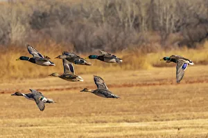 Images Dated 17th April 2021: USA, New Mexico, Bosque del Apache National Wildlife Refuge