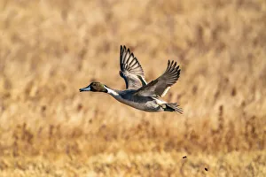 Images Dated 17th April 2021: USA, New Mexico, Bosque del Apache National Wildlife Refuge. Pintail duck drake in flight