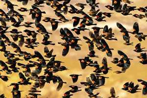 Images Dated 7th November 2022: USA, New Mexico, Bosque Del Apache National Wildlife Refuge