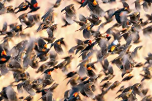 Images Dated 7th November 2022: USA, New Mexico, Bosque Del Apache National Wildlife Refuge