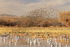 Images Dated 7th November 2022: USA, New Mexico, Bosque Del Apache National Wildlife Refuge
