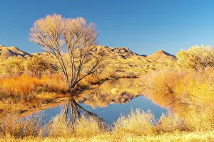 Images Dated 9th April 2022: USA, New Mexico, Bosque Del Apache National Wildlife Refuge
