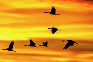 USA, New Mexico, Bosque Del Apache National Wildlife Refuge. Sandhill cranes flying at sunset
