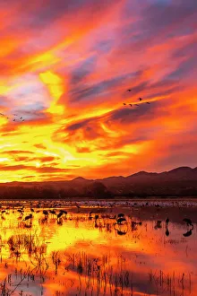 Images Dated 7th November 2022: USA, New Mexico, Bosque Del Apache National Wildlife Refuge