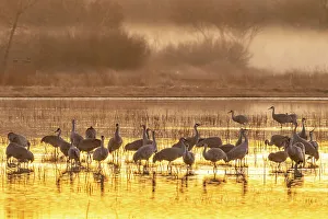 Images Dated 7th November 2022: USA, New Mexico, Bosque Del Apache National Wildlife Refuge