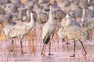 Images Dated 7th November 2022: USA, New Mexico, Bosque Del Apache National Wildlife Refuge
