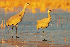 Images Dated 7th November 2022: USA, New Mexico, Bosque Del Apache National Wildlife Refuge