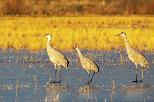 USA, New Mexico, Bosque Del Apache National Wildlife Refuge. Sandhill cranes walking on ice