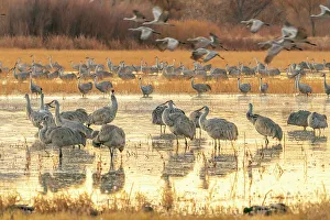 Images Dated 7th November 2022: USA, New Mexico, Bosque Del Apache National Wildlife Refuge. Sandhill cranes at sunrise