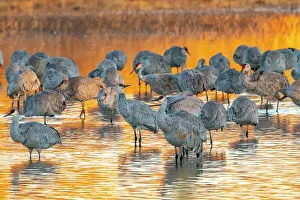 Images Dated 7th November 2022: USA, New Mexico, Bosque Del Apache National Wildlife Refuge