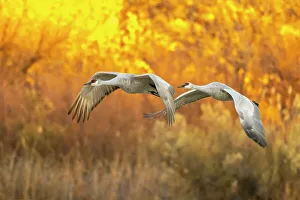 USA, New Mexico, Bosque Del Apache National Wildlife Refuge. Sandhill cranes flying
