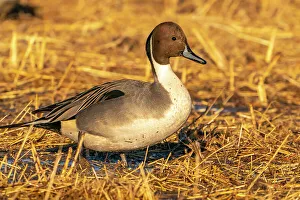 Images Dated 7th November 2022: USA, New Mexico, Bosque Del Apache National Wildlife Refuge
