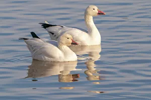 Images Dated 7th November 2022: USA, New Mexico, Bosque Del Apache National Wildlife Refuge. Snow geese in water
