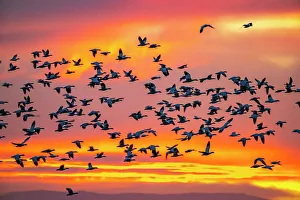 Images Dated 9th April 2022: USA, New Mexico, Bosque Del Apache National Wildlife Refuge. Snow geese flying at sunrise