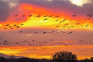 USA, New Mexico, Bosque Del Apache National Wildlife Refuge. Snow geese flying at sunrise